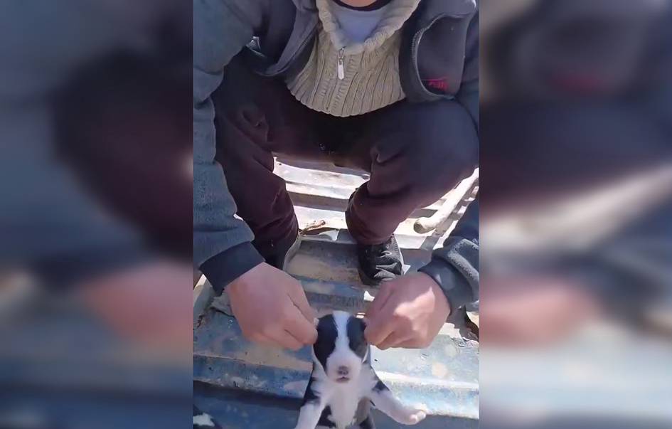 Сурхондарёда ит болаларининг қулоқларини узиб ташлаган йигит 10 суткага қамалди